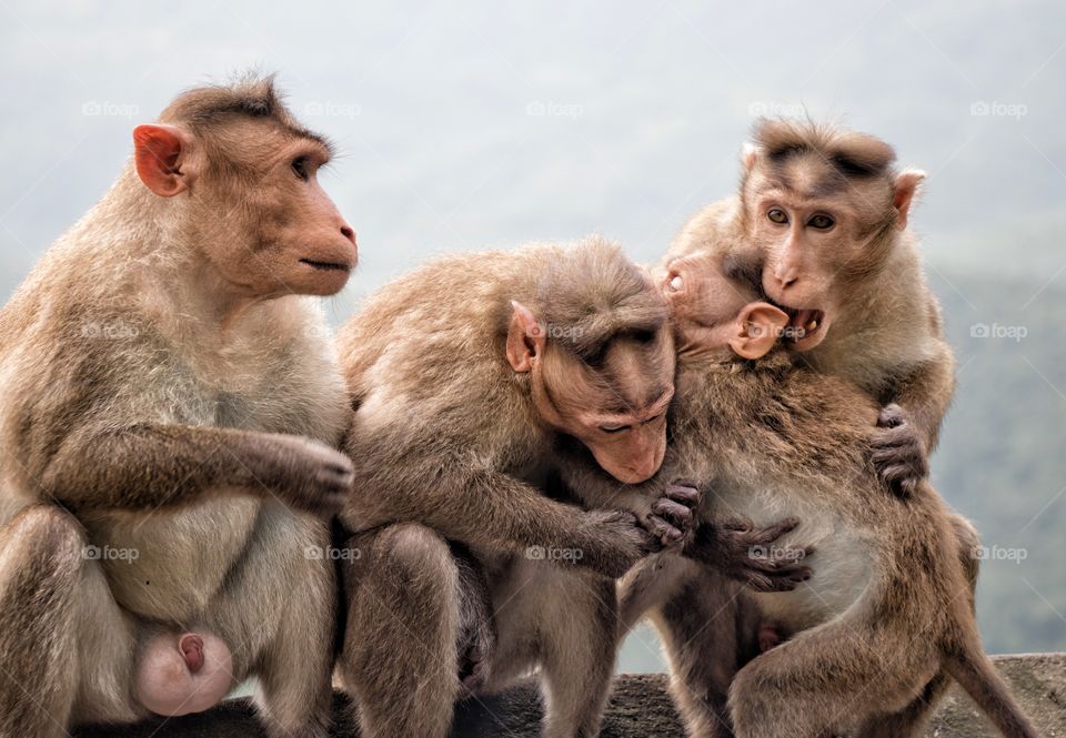 monkey Family Love