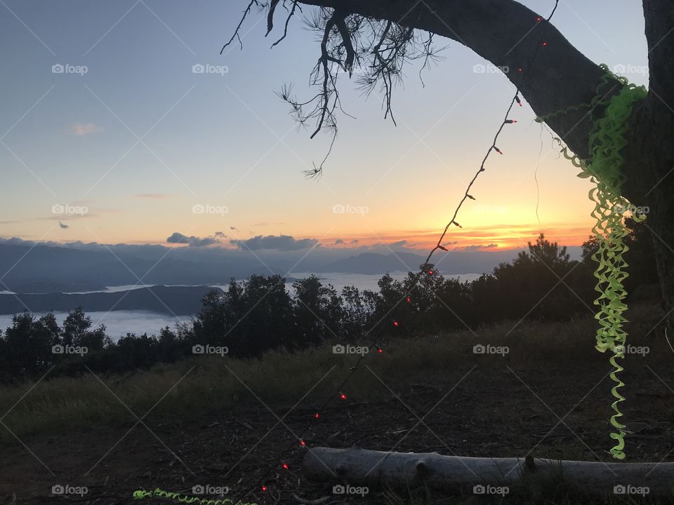 Circle of trees sunset rave 