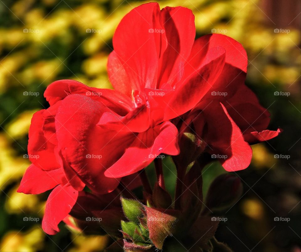 Red geranium