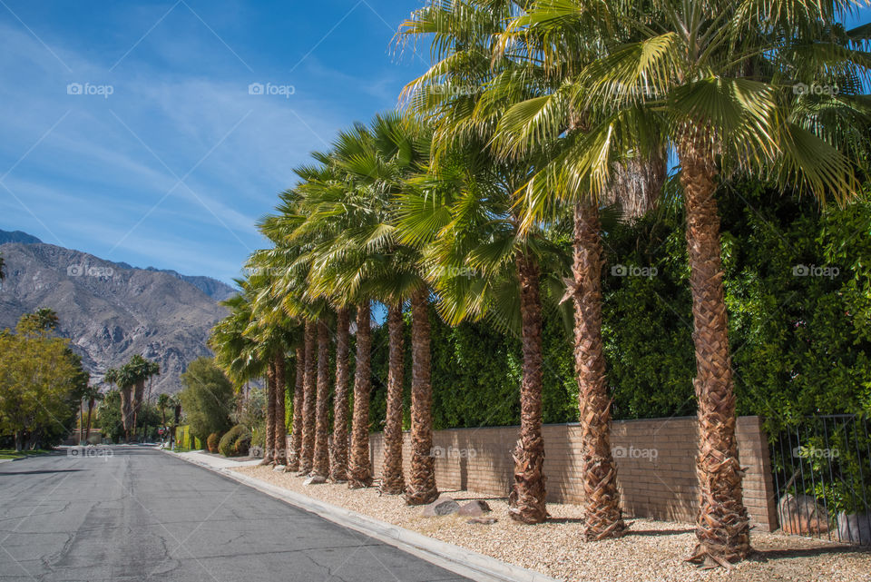 Palm Springs, CA neighborhood street lines with palm trees and mountains in the background. 