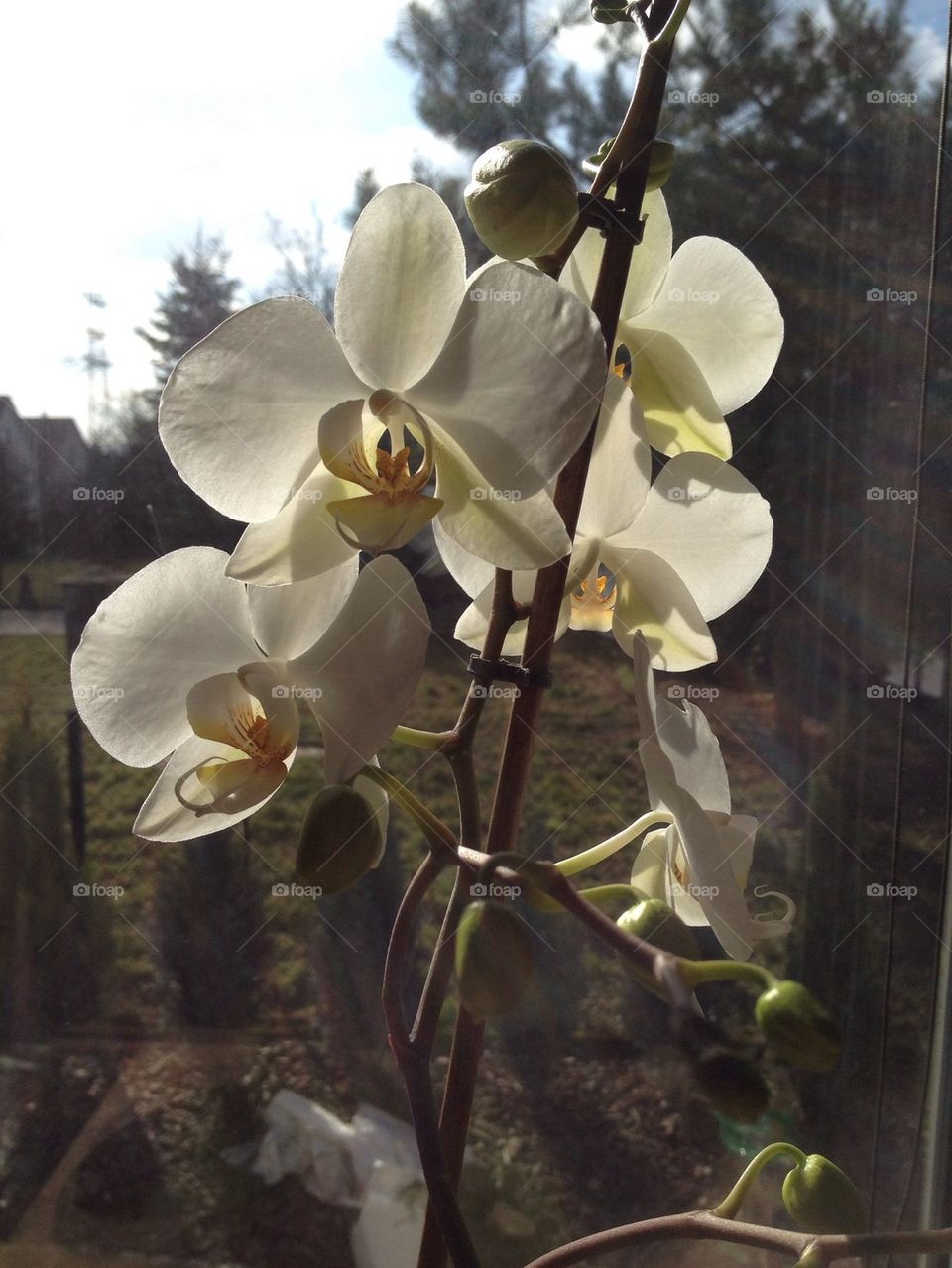 White flowers