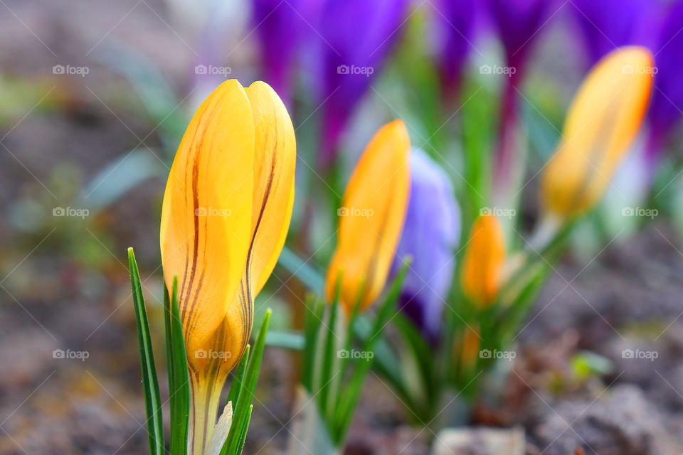 Saffron (lat. Crocus) is a genus of perennial bulbous-bulbous herbaceous plants of the Iris, or Iasaceae family (Iridaceae).