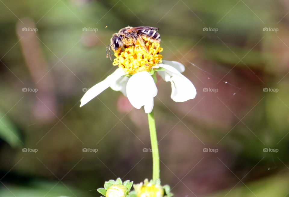 Bee on white flower