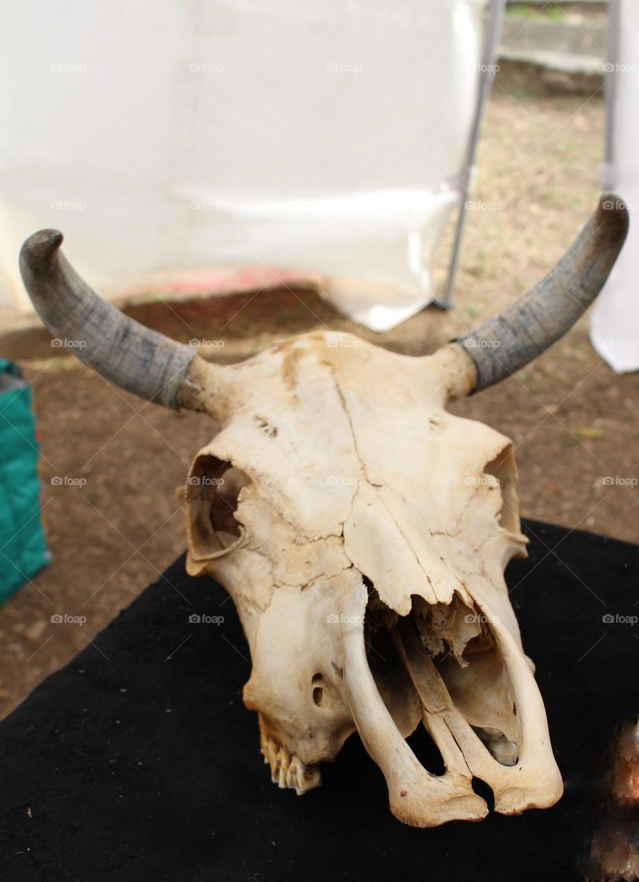 cabeza de vaca disecada