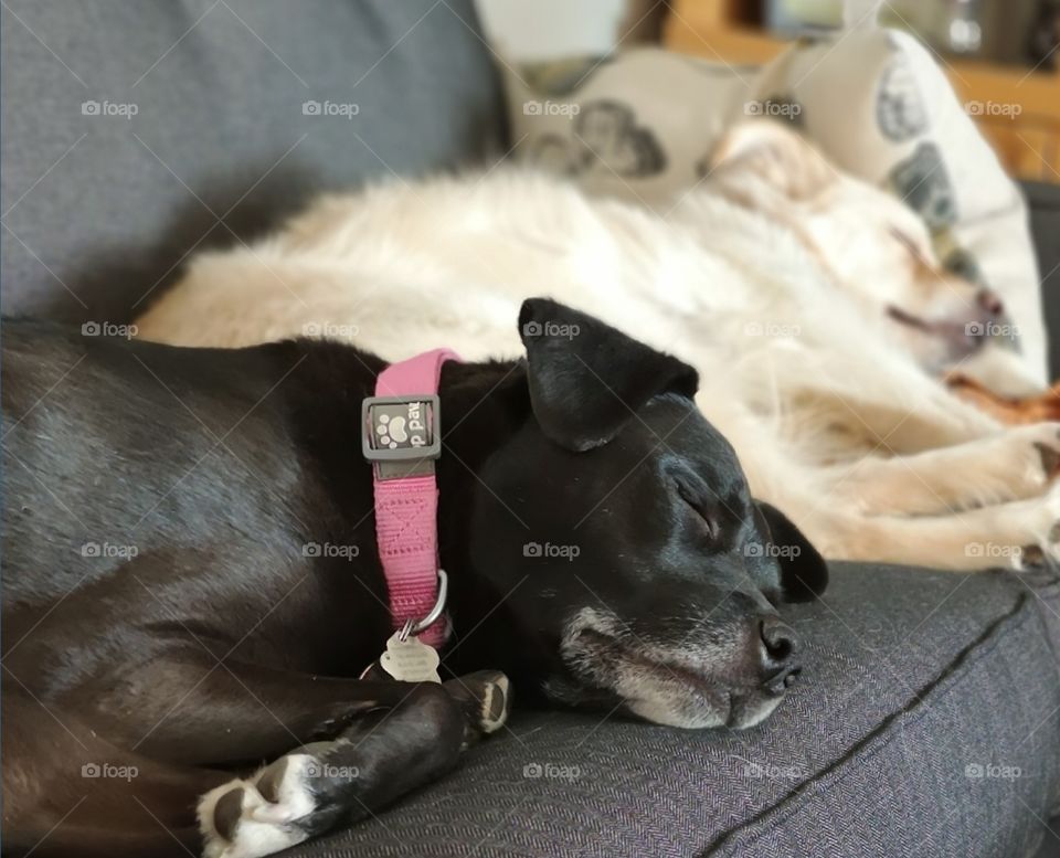 two sleeping dogs white black