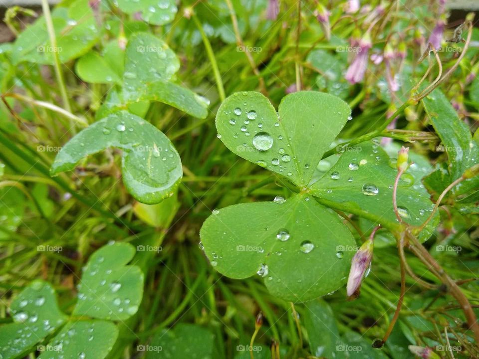 raindrops on the leaf #4