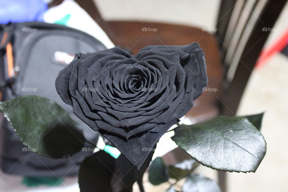 flor negra