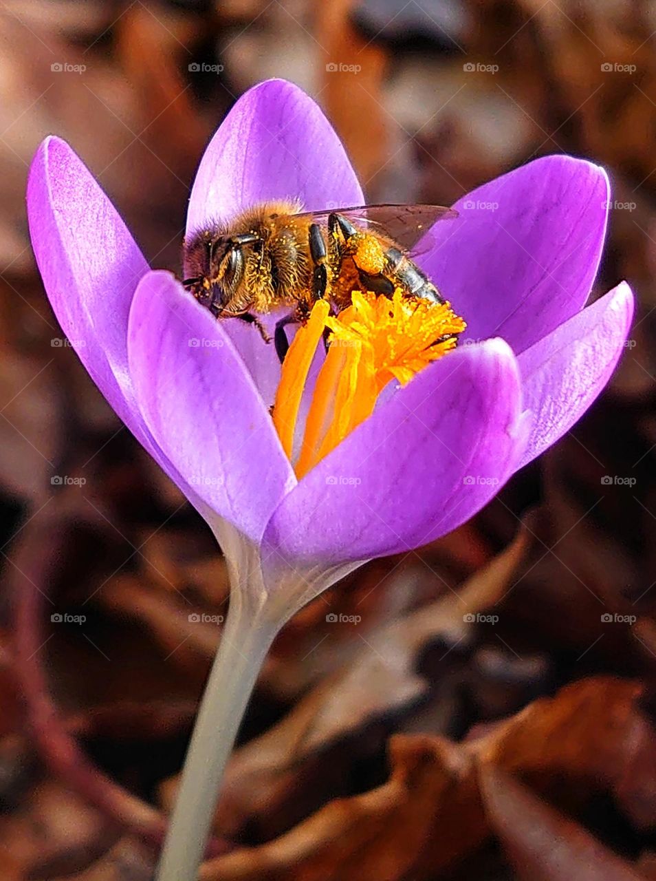Bee in crocus