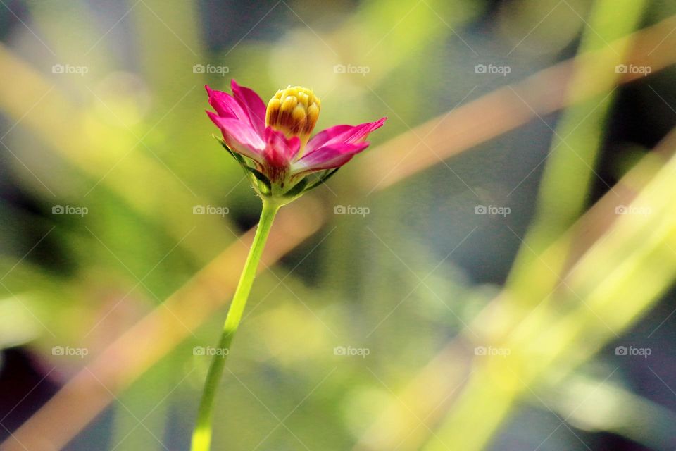 Marigold Flower