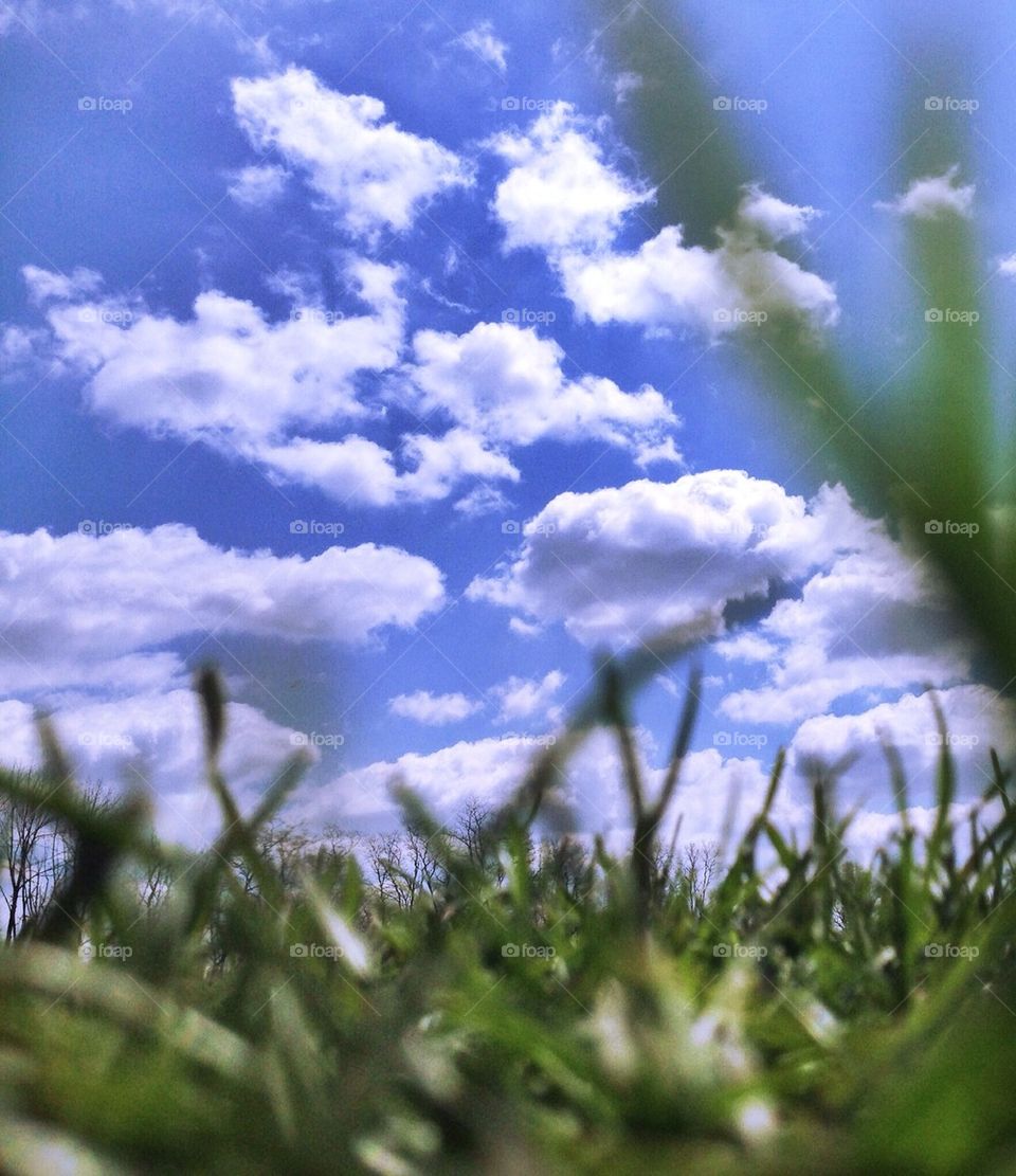 Green Grass and Blue Skies 