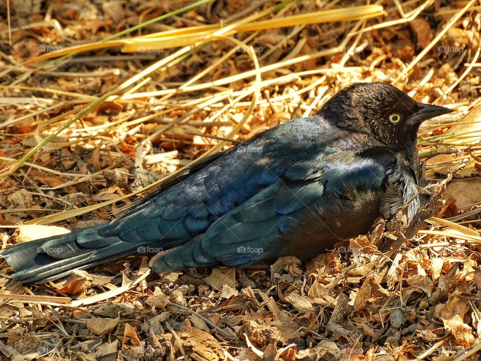 Nesting Blackbird. Cowbird Nesting On The Ground
