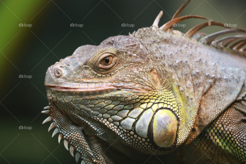 Iguana