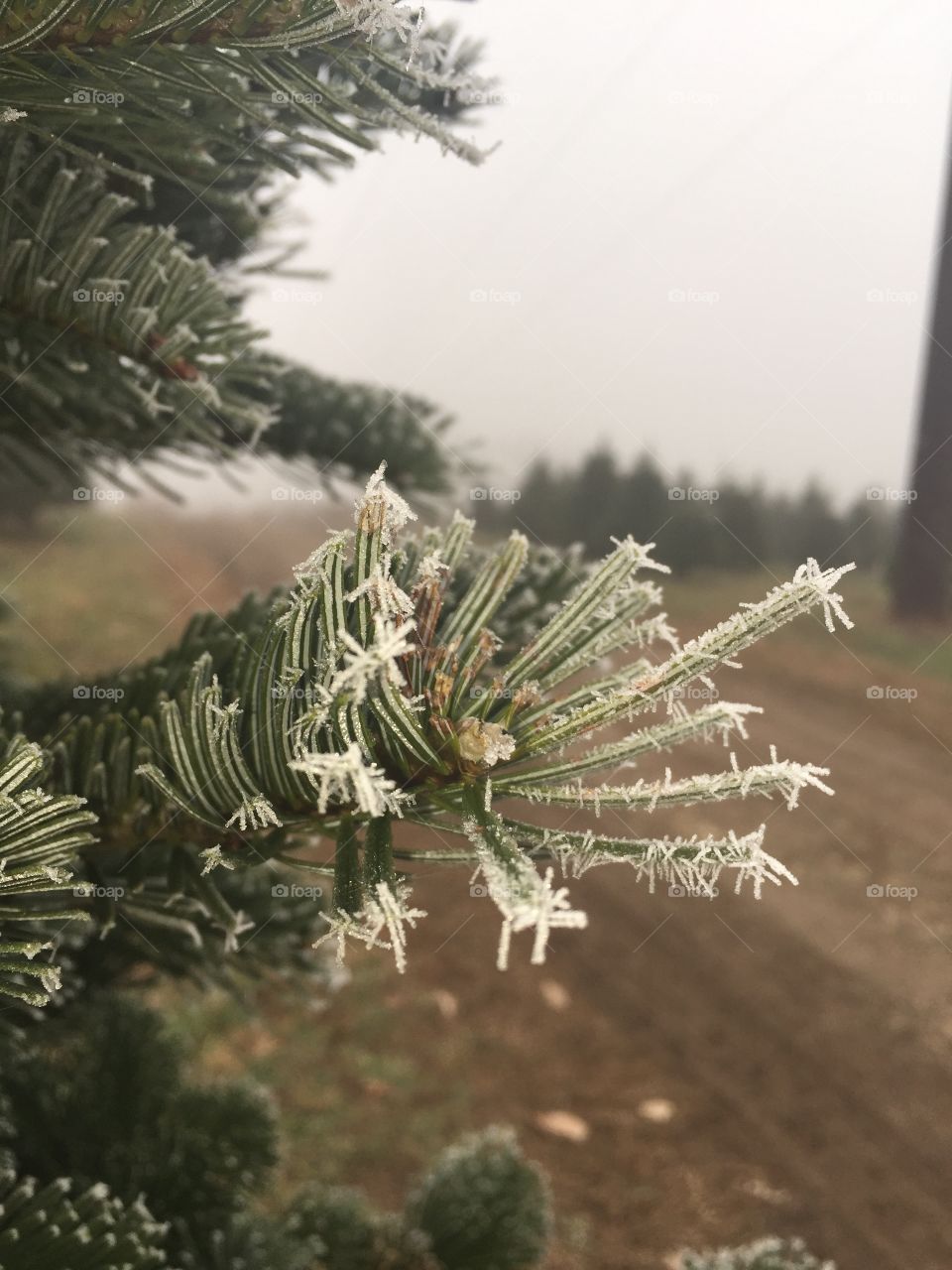 Winter, Tree, Christmas, No Person, Needle
