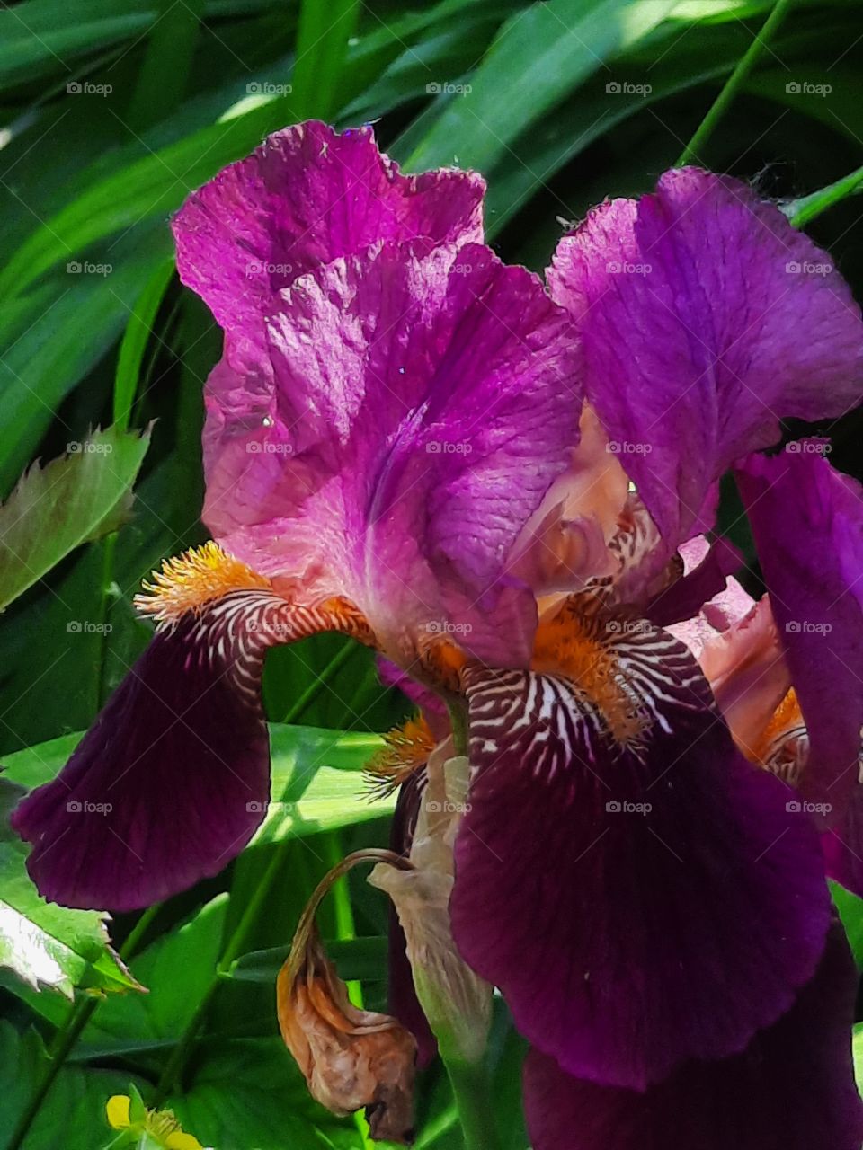 bicoloured iris in sun and shade