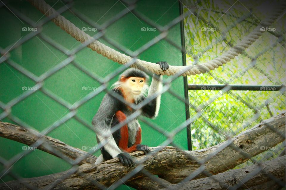 Monkey.. Little monkey.