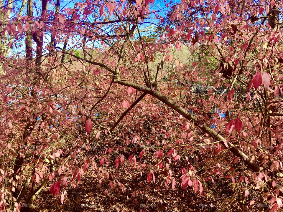 Unusual salmon-colored fall foliage, Teatown Lake Reservation, NY, November 2020