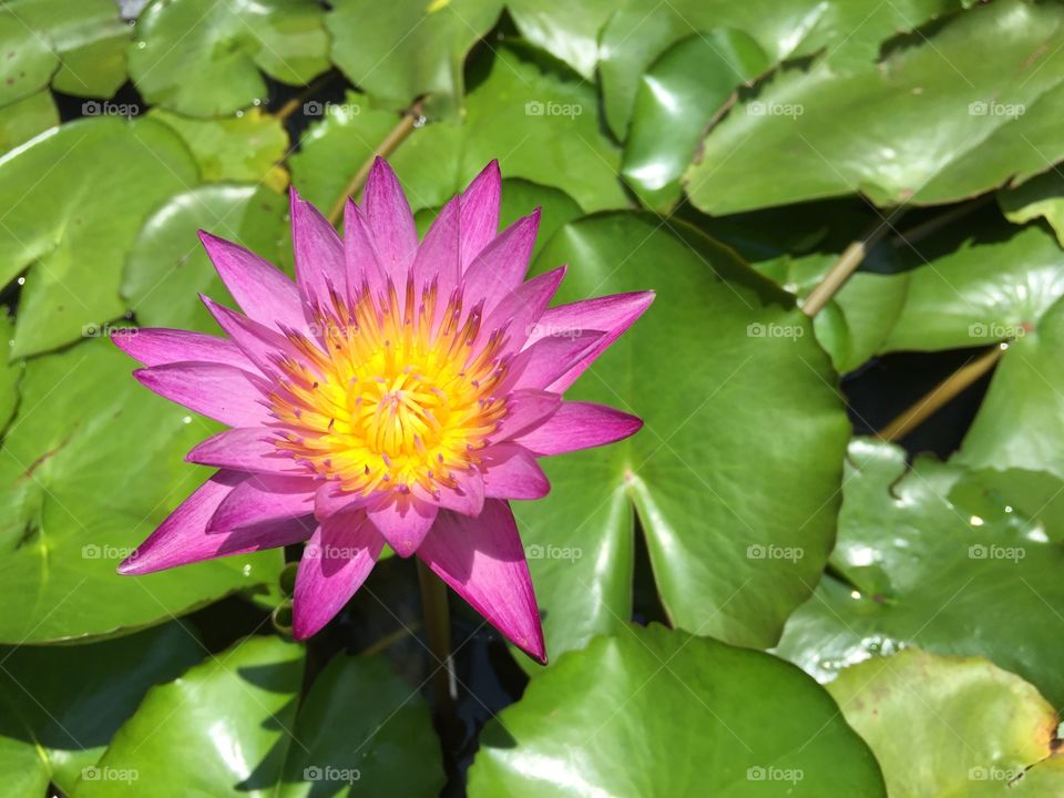 Pretty Lotus
