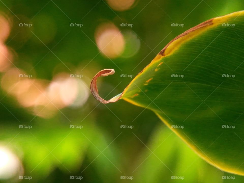 Green from nature, simple leaves with "Bokeh" background. NO EDIT