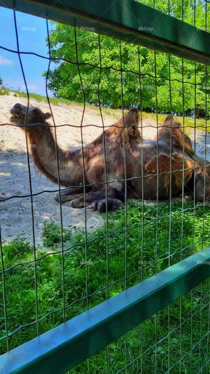 Camel relaxing on the ground