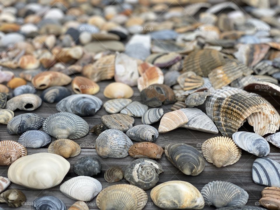 Shells on a wooden table