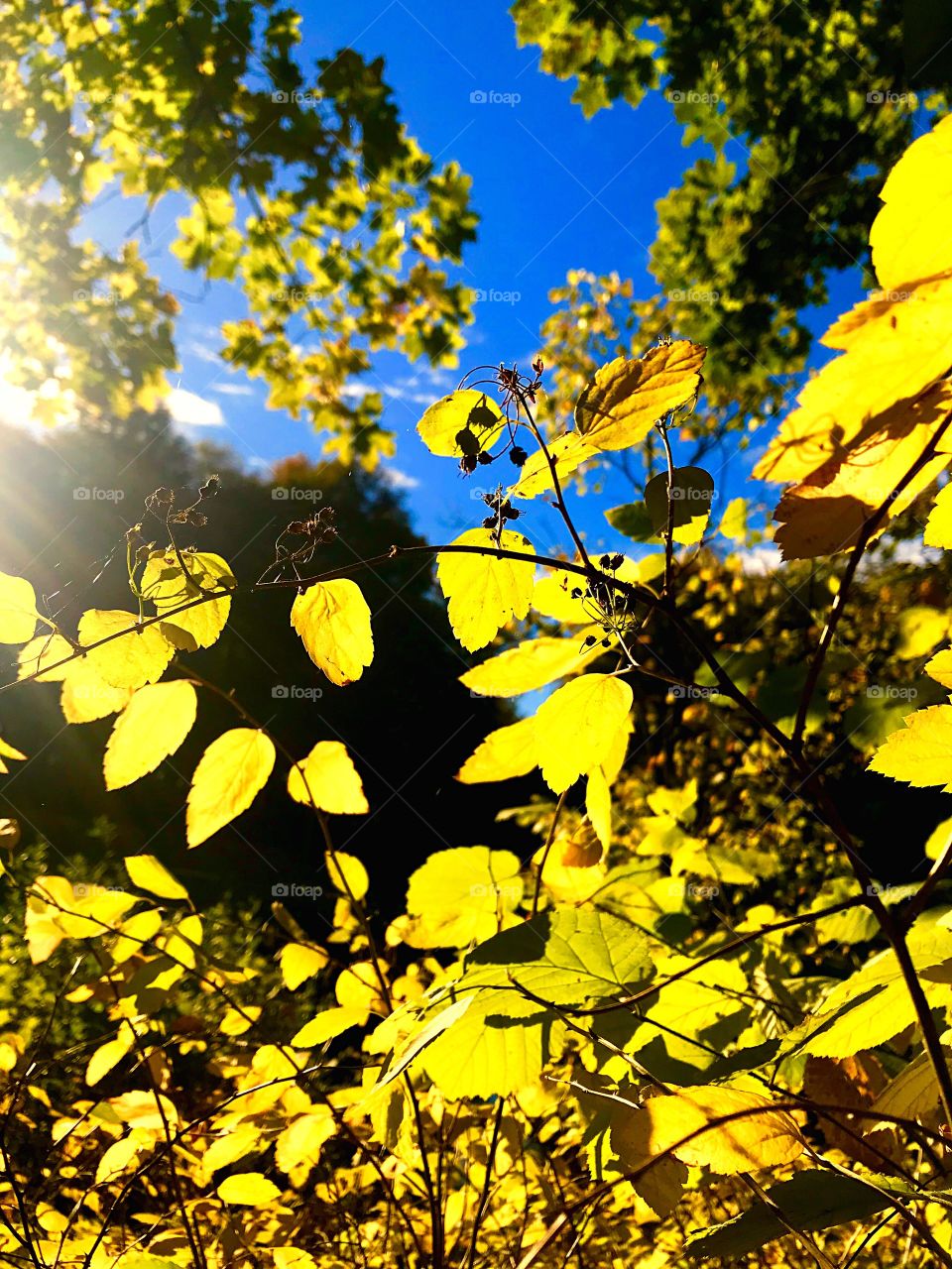 Golden autumn