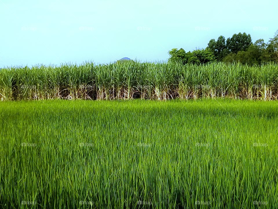 fram,field rice,sky