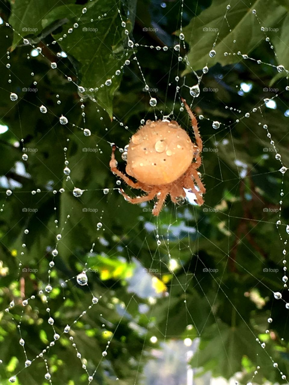 A large beige colored spider in the middle of her web with water droplets on a sunny day