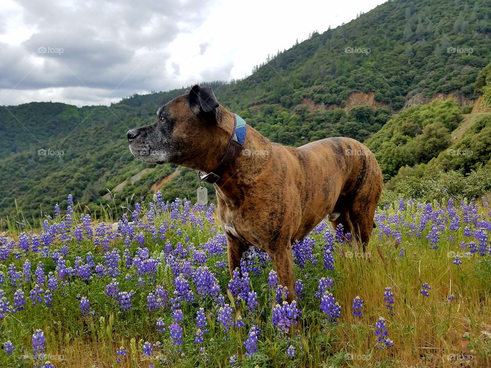 Thor in the lupins