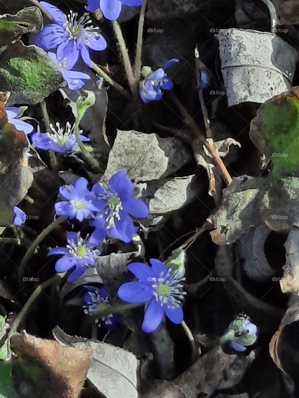 hevenly blue hepatica in springtime garden