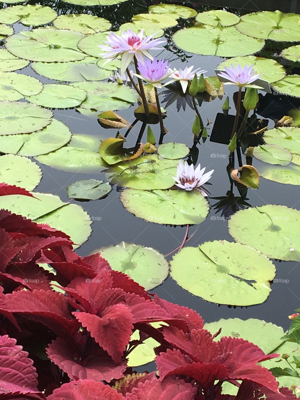 Beautiful Lilly pads lily red flowers green flower water pond