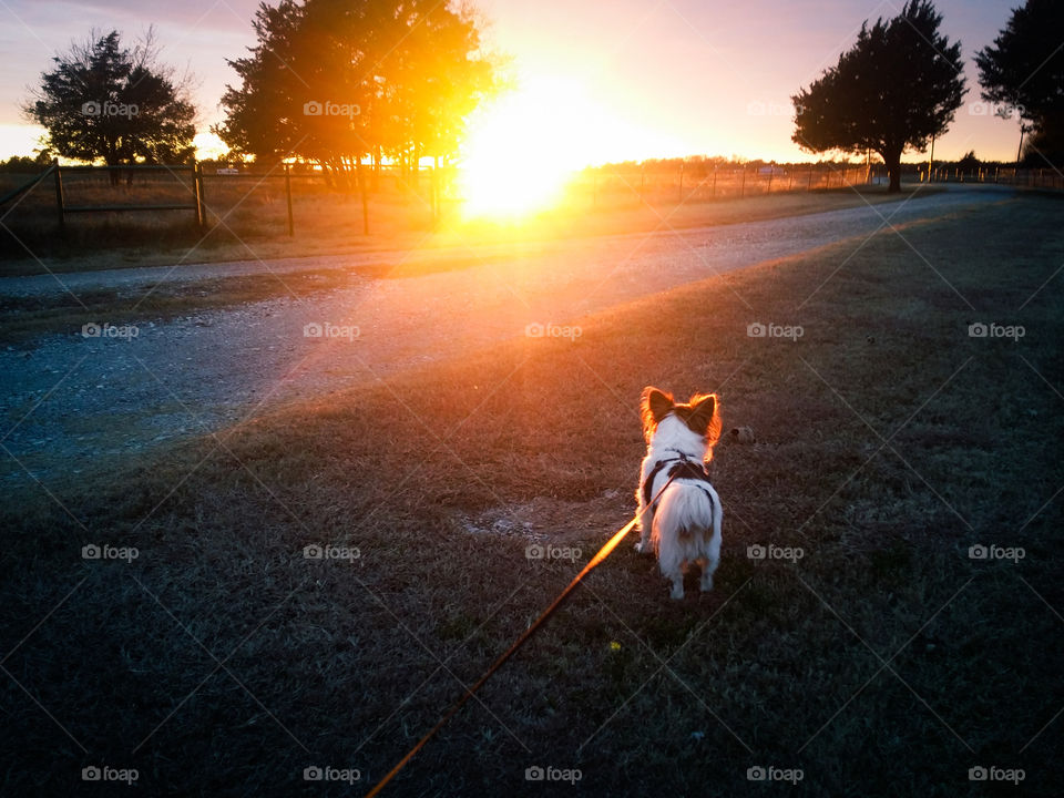 Walking My Papillon at Sunrise