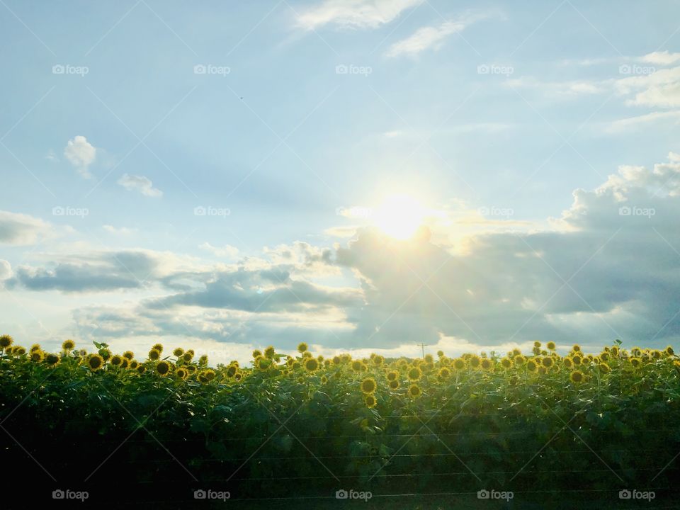 Sun dropping behind clouds over sunflower field 