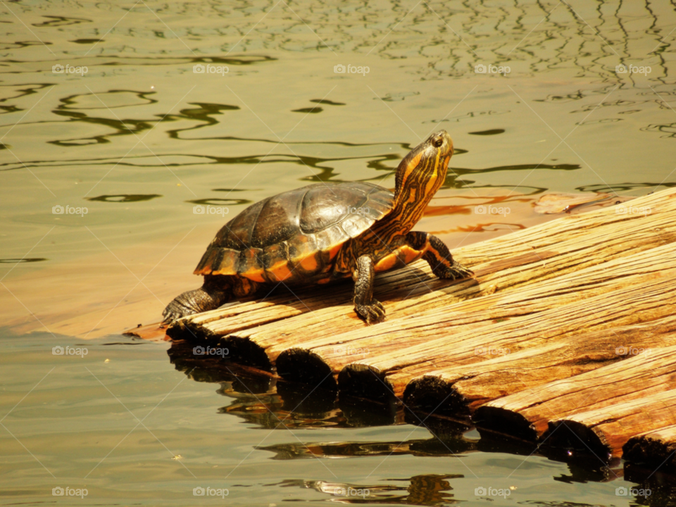 rio water lake turtle by doras