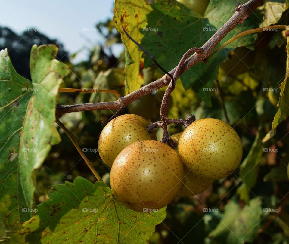 Grapes on the vine