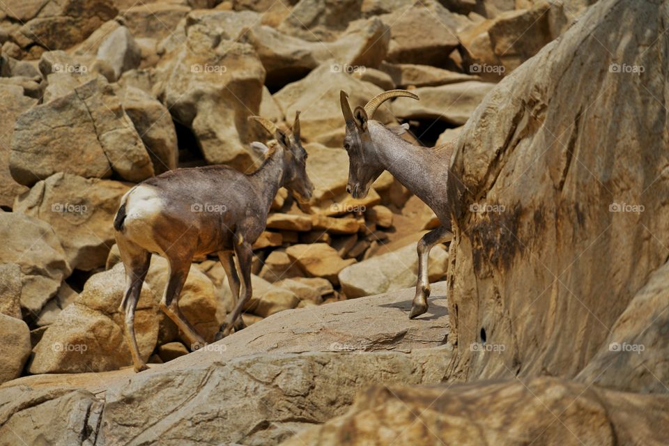 Mojave Desert Mountain Goat