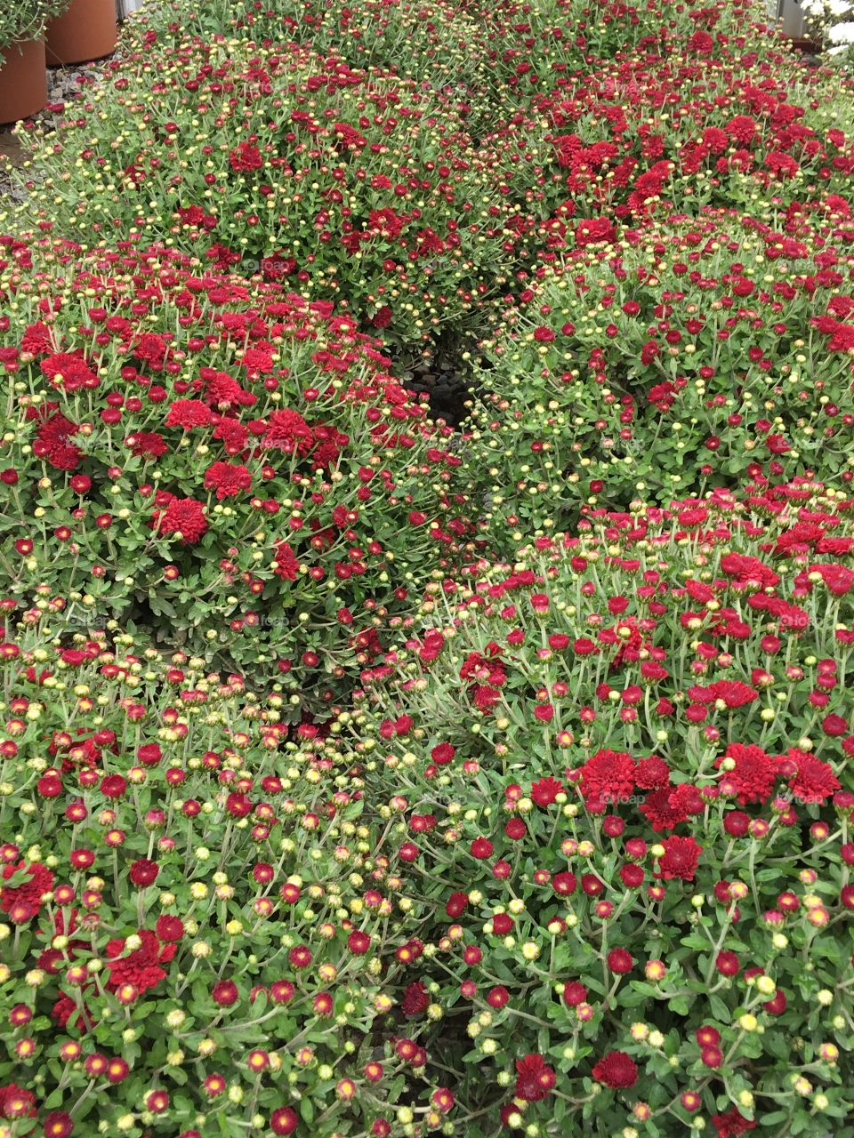 Red Mums