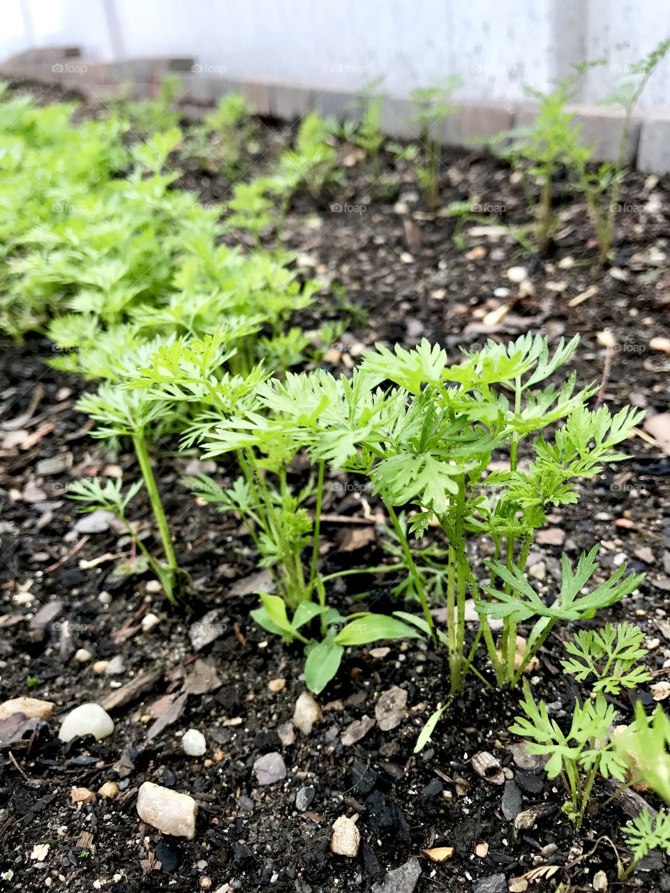 Parsley Growing