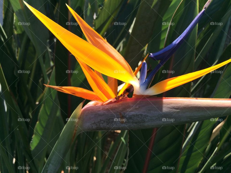 Bird of Paradise