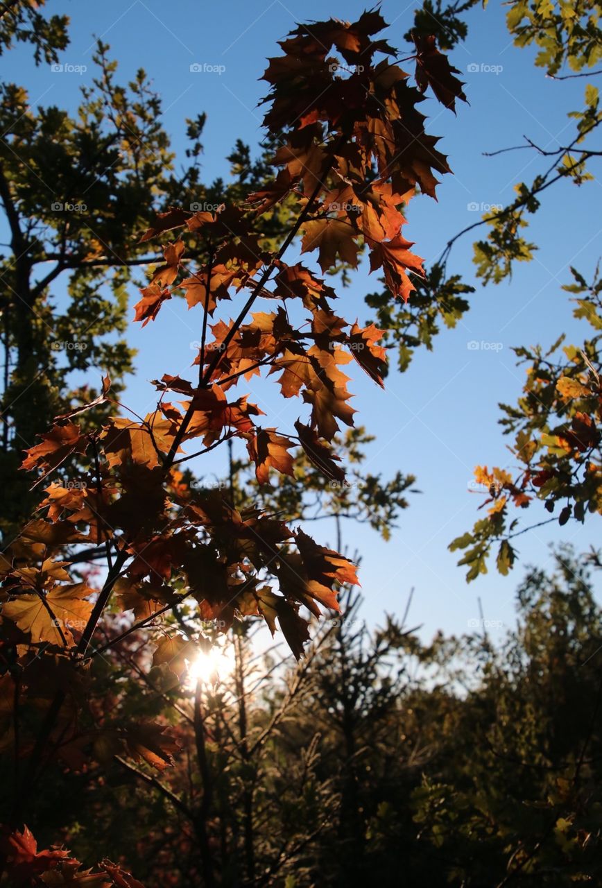 Autumn colors in the sun