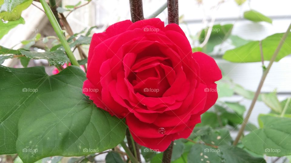 blooming red rose