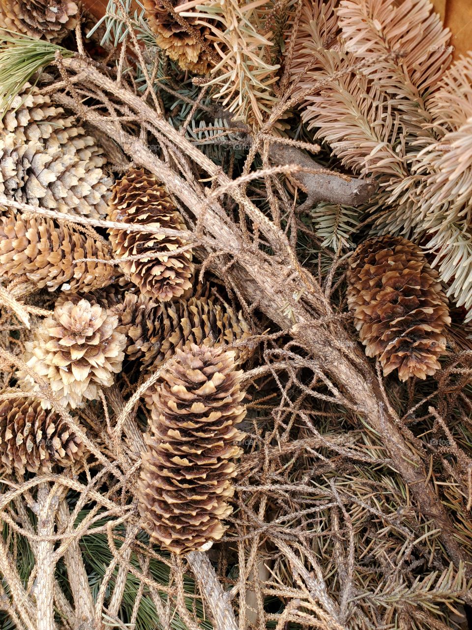 pine cones