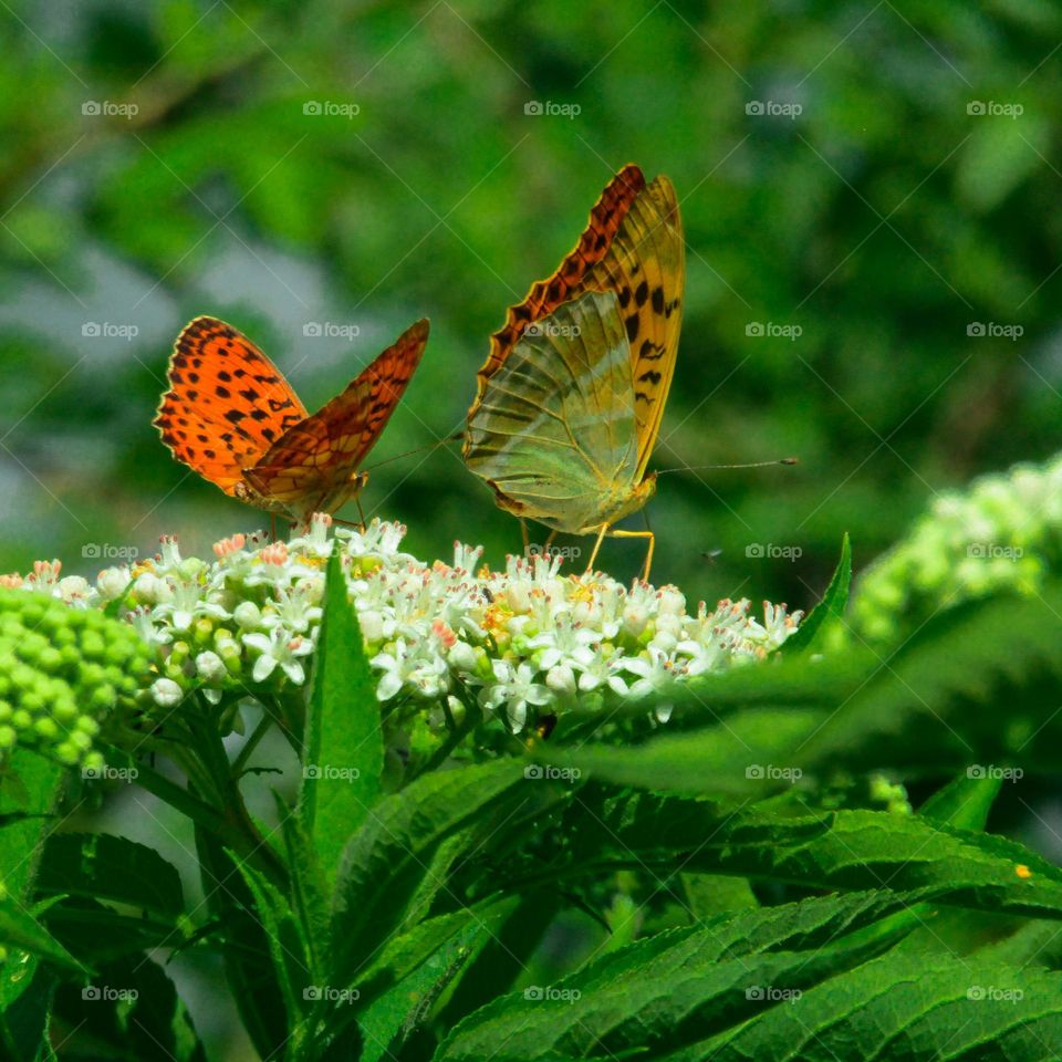Colorful butterflies on flower in wild nature