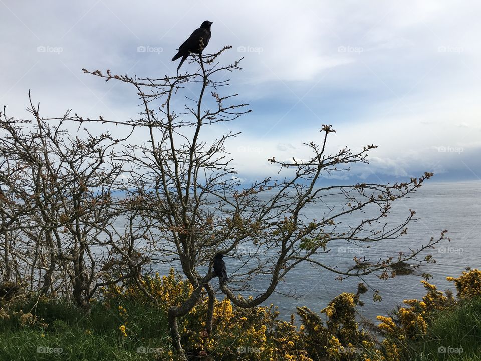 Crows sitting on a sitting tree