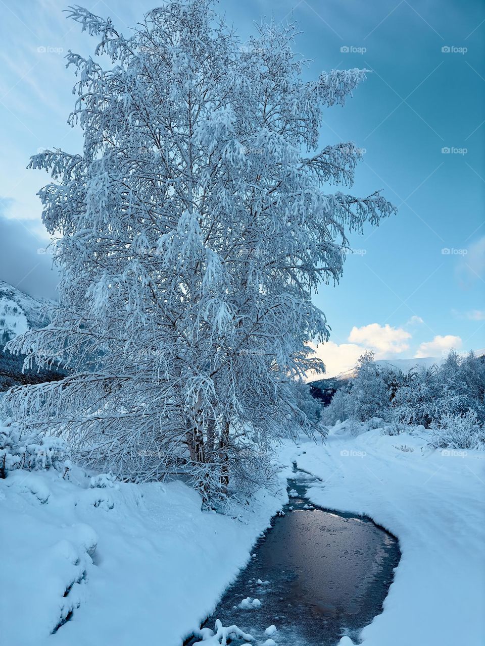 Fresh fluffy snow on a birch