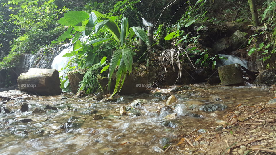 Water, Nature, Stream, No Person, Wood