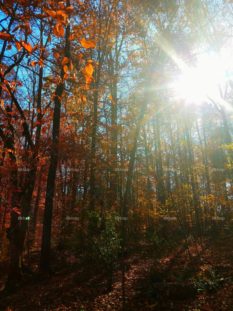 sun shining through orange trees