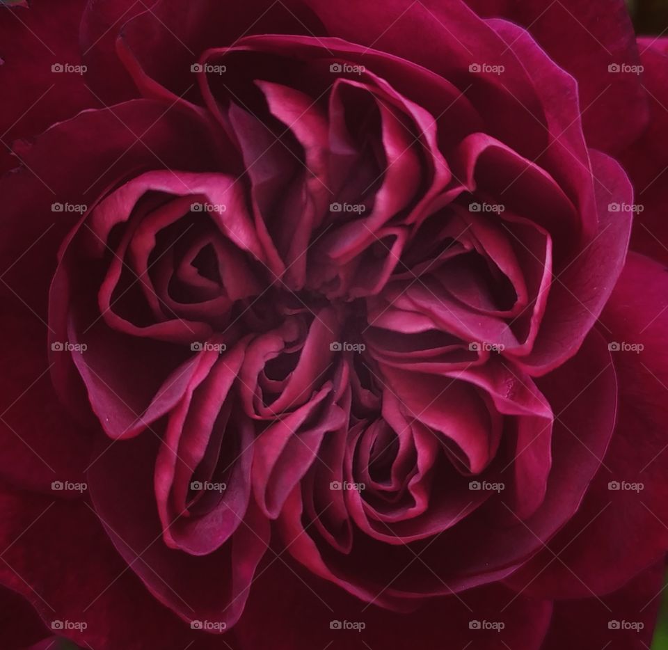 Dark Red Rose Closeup