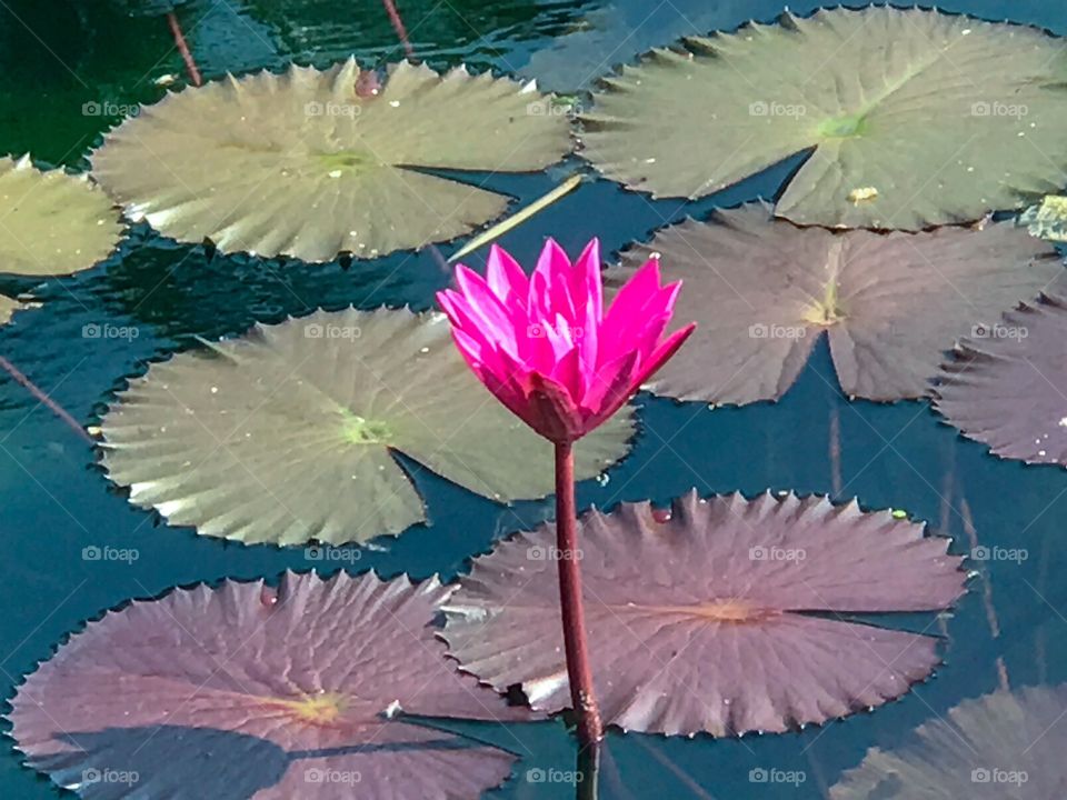 Beautiful lotus bloom
