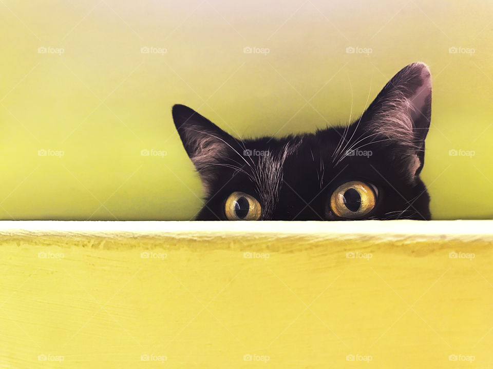 Playful cat with yellow eyes hiding on yellow background, minimal pick-a-boo concept 