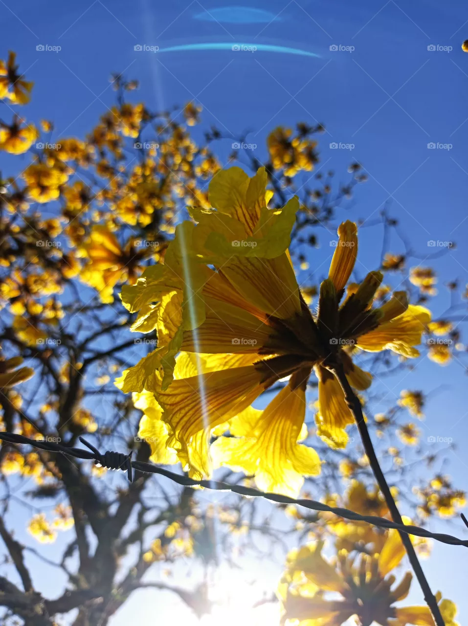 Yellow ipe flowers in the morning sunlight